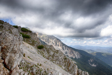 bergkiefer und  Kuschel über der Baumgrenze in den Alpen