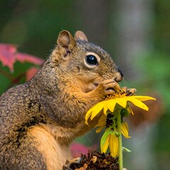 Squirrel eating sunflower