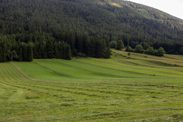 Wiese und Wald in den Alpen