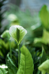 Peace Lily Flower with Green Spadix