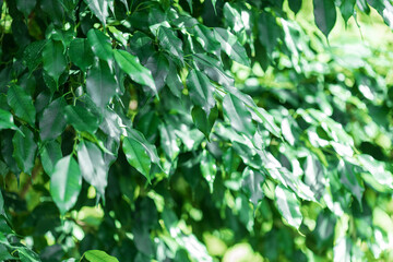 Green Leaves on Branches with Sunlight