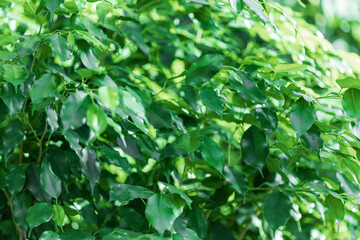 Ficus leaves and branches