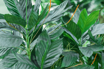 Green Foliage with Orange Stalks