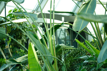 Indoor Tropical Plants and Greenhouse Structure