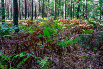 Fototapeta premium Autumn forest with green and brown ferns on ground, tall pine trees in background illuminated by natural sunlight.