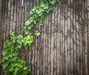 Ivy creeping over a wooden fence. Vignette. Space for creative text, advertising.