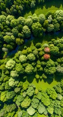 Naklejka premium Vibrant aerial view of dense green forest canopy with a winding river and two striking red trees