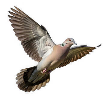 mourning dove in flight images