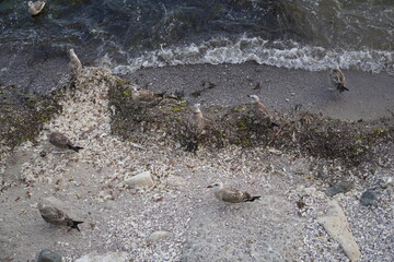 Sea waves reaching the shore with green algae in clear water. Natural coastal background with transparent blue water, seaweed and small ripples.