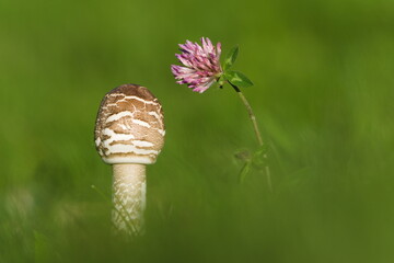 Parasol Mushroom (Macrolepiota procera) with red clover blossom in meadow