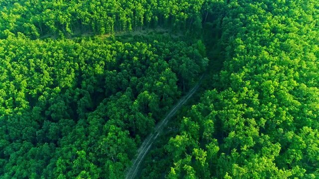 Green lush forest, local curvy road, view from above