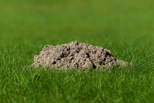 Molehill on green lawn (Talpa europaea)