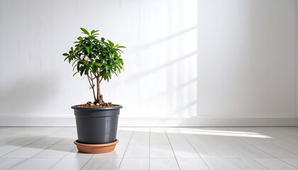 Small potted plant in a bright room