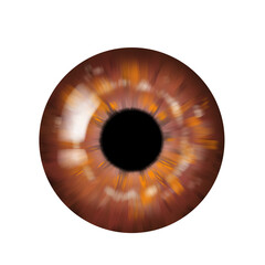 Brown Eye Iris, realistic illustration, isolated eye, png, transparent background 