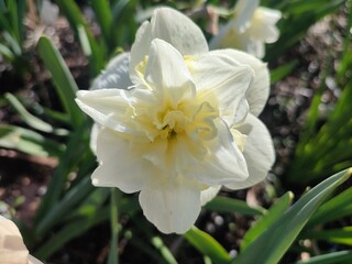 Fototapeta premium Beautiful blooming narcissus flower variety Amira close-up. Blooming daffodil flower with white petals in inflorescence with green leaves growing in ground on sunny spring day. Agricultural farming