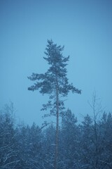 Single pine in the snow storm