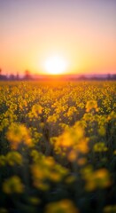 Obraz premium Vibrant yellow wildflowers bloom in a field during a soft sunset with blurred foreground details