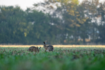 Two European hares grazing in open field with forest background, wildlife scene