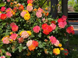 Beautiful climbing Rose shrub red yellow flowers.