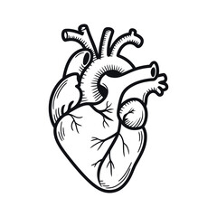 Detailed anatomical line drawing of human heart showing major vessels, chambers, and muscular structures for medical and educational use