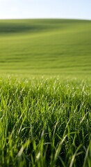 Obraz premium Close up view of lush green grass blades with water droplets against soft focus rolling hills