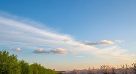 Fototapeta premium A serene landscape featuring blooming cherry trees under a vast blue sky with scattered wispy clouds