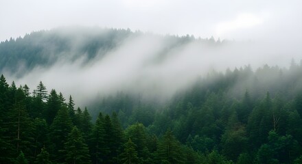 Dense evergreen forest shrouded in swirling mist under an overcast sky