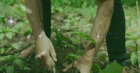 Obraz premium Gripping trowel with bare hands and placing seedling into dark soil in garden bed, with foliage