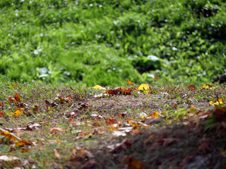 Fallen autumn leaves on the ground - Beautiful Carpet of Dry, Colorful Leaves in a Park in Fall