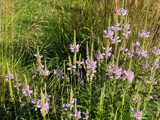 Physostegia virginiana obedient plant, false dragonhead in the grass.