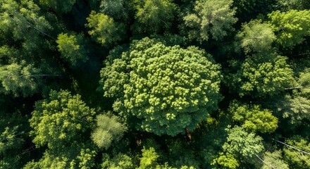 Aerial view of a dense green forest with a large vibrant tree canopy Trees