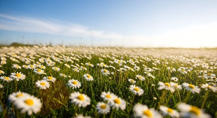 A vast field of white daisies with yellow centers blooms under a bright blue sky with wispy clouds