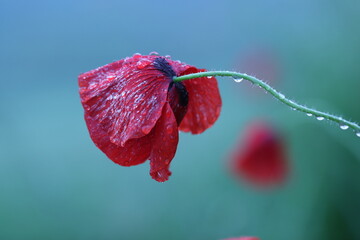 Poppy flower on a branch