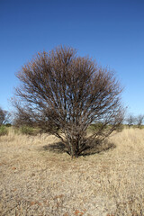 Landscape photo of dry winter Sweet Thorn, Soetdoring, Mookana, Mooka, umuNga - Vachellia ...The sweet thorn tree in South Africa is known scientifically as Vachellia karroo (formerly Acacia karroo)