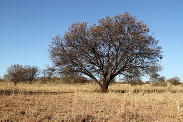 Landscape photo of dry winter Sweet Thorn, Soetdoring, Mookana, Mooka, umuNga - Vachellia ...The sweet thorn tree in South Africa is known scientifically as Vachellia karroo (formerly Acacia karroo)