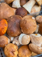 Fresh penny bun or porcino for sale at street market. Latvia. Organic Boletus edulis or cep, King Bolete. Mushroom with brown cap and netted stipe. Edible fungus. Autumn forest harvest. Healthy eating