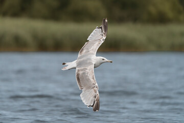 European Herring Gull - Larus argentatus gracefully glides over the water surface of the Szczecin Lagoon. The bird is captured in mid-flight with its wings fully extended.
