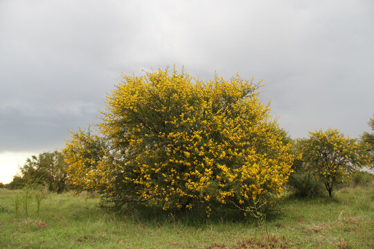 Soetdoring tree with yellow flowers in North West, South Africa is known scientifically as Vachellia karroo (formerly Acacia karroo) and is a native, fast-growing,