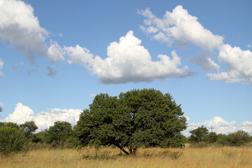 Obraz premium Landscape Photo of Soetdoring tree with yellow flowers in North West, South Africa is known scientifically as Vachellia karroo (formerly Acacia karroo) and is a native, fast-growing,