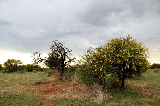 Landscape Photo of  Soetdoring tree with yellow flowers in North West, South Africa is known scientifically as Vachellia karroo (formerly Acacia karroo) and is a native, fast-growing,