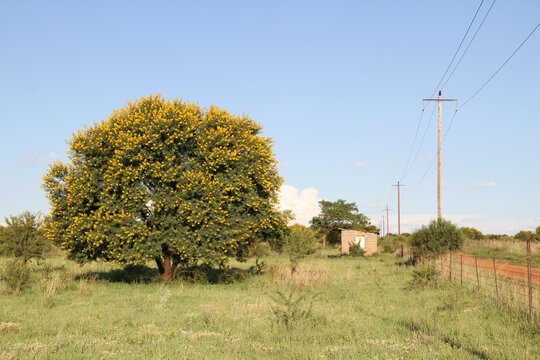 Soetdoring tree with yellow flowers in North West, South Africa is known scientifically as Vachellia karroo (formerly Acacia karroo) and is a native, fast-growing,