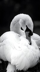 Obraz premium Elegant swan in repose