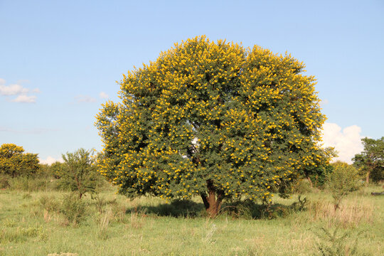 Soetdoring tree with yellow flowers in North West, South Africa is known scientifically as Vachellia karroo (formerly Acacia karroo) and is a native, fast-growing,