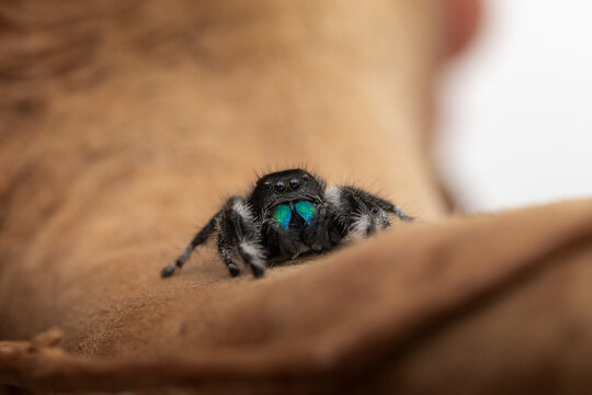 Ara&ntilde;a peque&ntilde;a saltarina Phidippus Regius blanca y negra