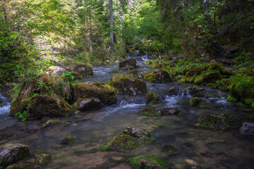 Ponor creek in forest Romania
