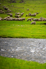 Ponor creek with sheep in meadow