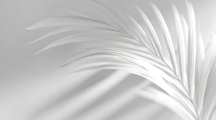 Elegant white palm leaf casting soft shadows on a white background, isolated on white background showcasing minimalist beauty and tropical essence