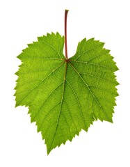 Fototapeta premium Close-up of a vibrant green grape leaf