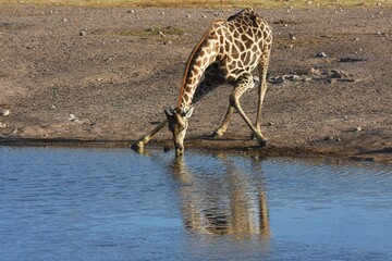 Steppengiraffe (giraffa camelopardalis) trinkt am Wasserloch Chudop im Etoscha Nationalpark