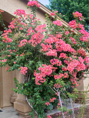 Tall blooming pink Bougainvillea bush in Arizona sun